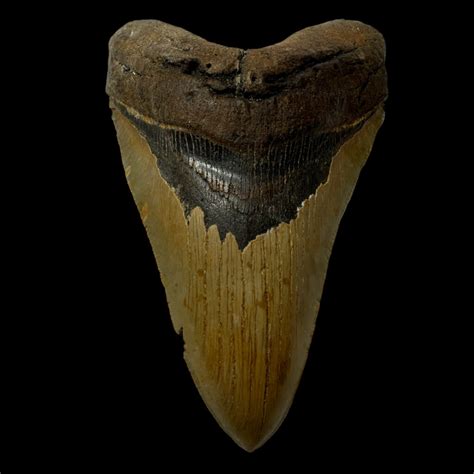 5.79" Megalodon Tooth Fossil - The Fossil Exchange - megalodon teeth for sale