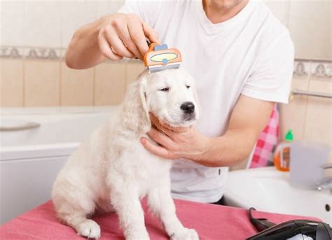 DIY Tips for Grooming a Dog at Home | petMD