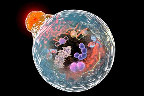 Lysosomes: Structure and Functions