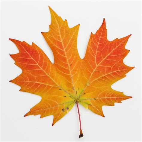 Photograph Sugar Maple leaf Fall color against autumn natural tree ...