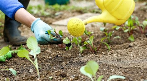 15 Tips For Bigger Brassica Harvests This Season