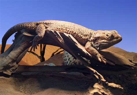 Free Images : wildlife, reptile, scale, fauna, material, lizard, bearded dragon, australia ...