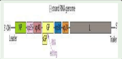 Diagrammatic representation of the Ebola virus genome. The leader and... | Download Scientific ...