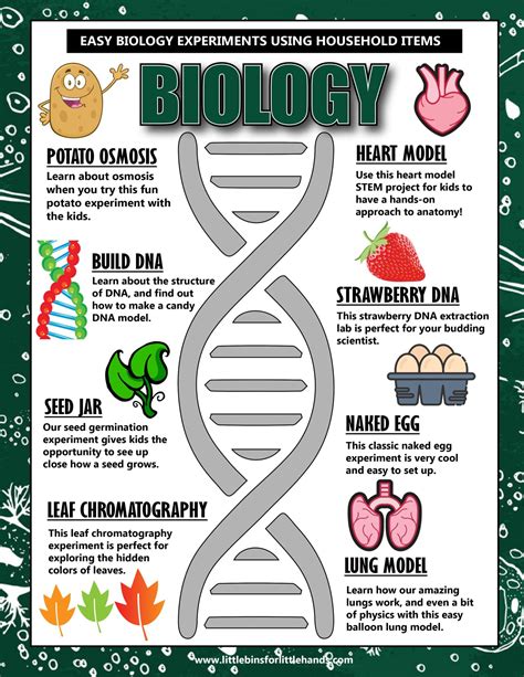 20 Hands-on Biology Activities For Kids - Little Bins for Little Hands