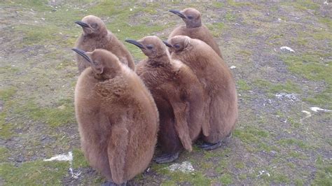 Baby king penguins chilling in the Falklands. - aww