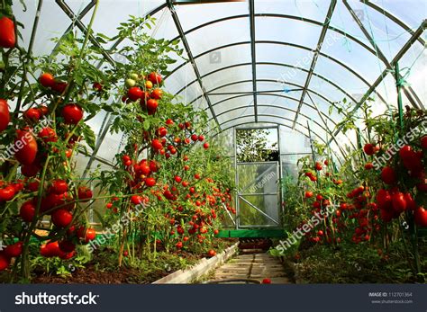 Red Tomatoes In A Greenhouse Stock Photo 112701364 : Shutterstock