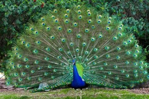 Animal Lovers: Indian Peacock (AKA Peafowl)