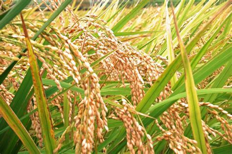 What is Rice Really? …The Plant | Zojirushi Blog