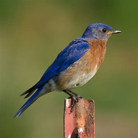 Nature Canada – Bird Tweet of the Week: Eastern Bluebird