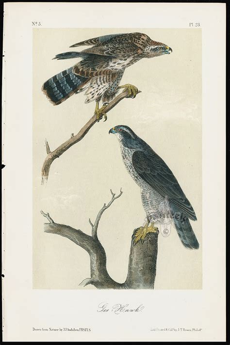 Audubon Birds America Gos Hawk from Great Value Antique Audubon Birds Prints