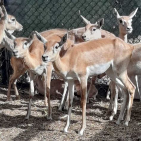 African Gazelle - DWD Safari Park