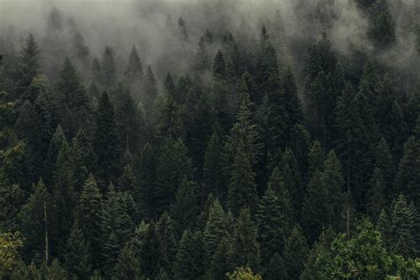 wallpaper trees, green, fog, forest, shroud, top view HD : Widescreen : High Definition : Fullscreen