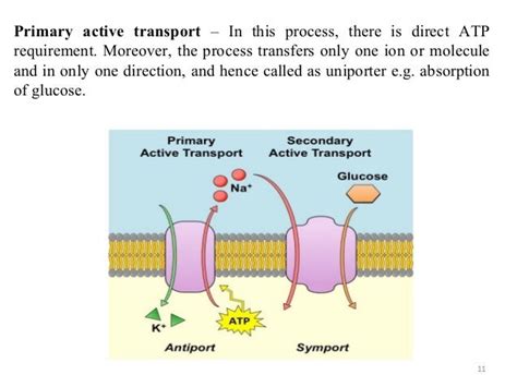 MECHANISMS OF DRUG ABSORPTION