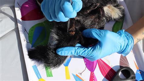 Taxidermy Tutorial: How To Remove A Skunk's Scent Glands - YouTube