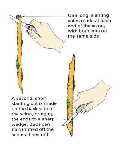 Grafting Types, Bridge Grafting