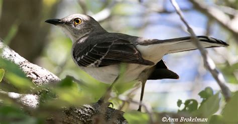 Ann Brokelman Photography: Northern Mockingbird Florida