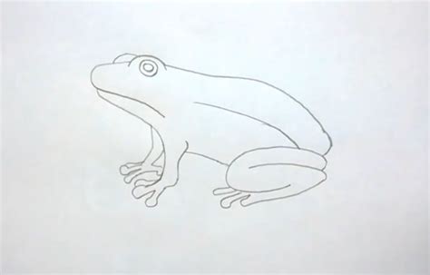 How To Draw A Realistic Frog Step By Step