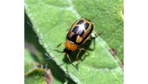 Bean Leaf Beetle