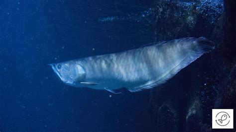 Silver Arowana Care Guide: Tips for a Thriving Aquarium