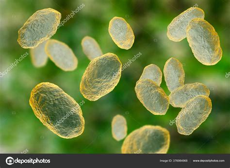 Haemophilus Influenzae Bacteria Illustration Gram Negative Coccobacilli Which Cause Infections ...