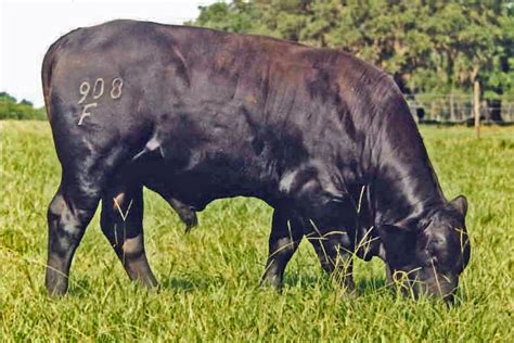 What is the Best Grass for Pastures in the Panhandle? - UF/IFAS ...