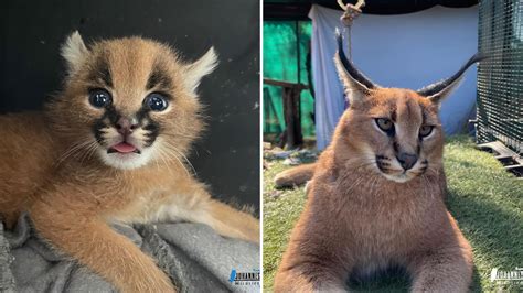 Wildlife Vet Shares Then and Now Snap of Rescued Caracal Kitten