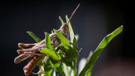 Pakistan expects locust migration at end of May - CGTN