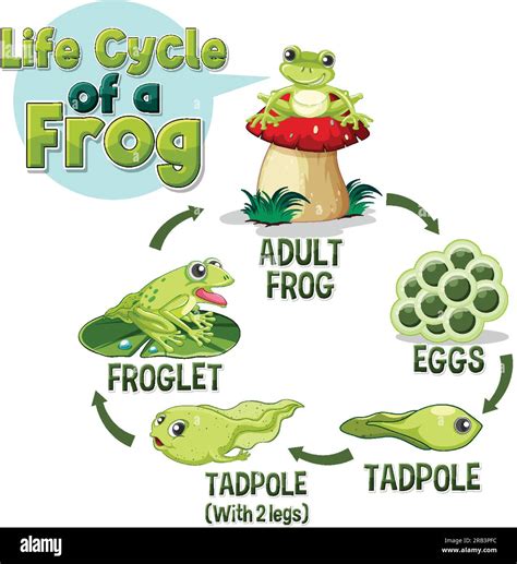 Frog Life Cycle Diagram illustration Stock Vector Image & Art - Alamy