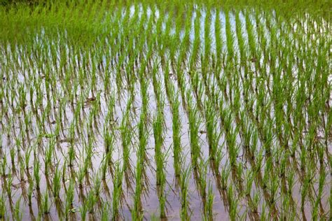 Rice Cultivation Stock Images - Image: 15436044