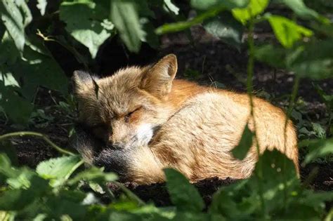 12 Sleeping Foxes That Will Make You Want a Nap | Animals wild, Fox ...