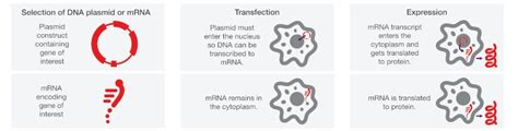 Transfection Applications | Thermo Fisher Scientific - US