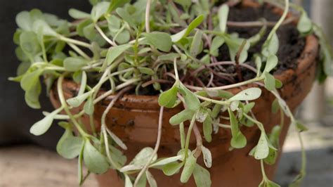 What Is Purslane? | Britannica