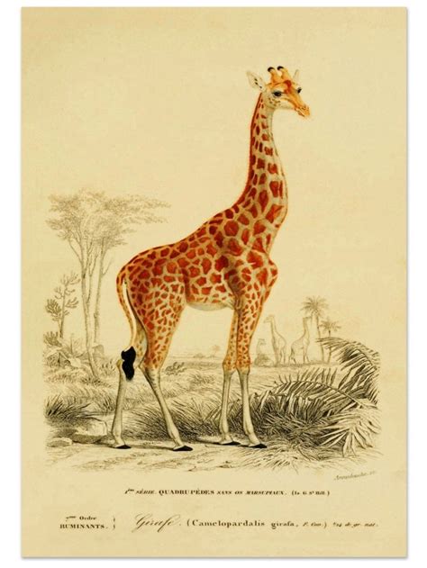 Best of Etsy: Antique Animal Prints