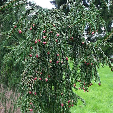 12 Spruce Trees and Shrubs