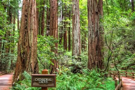 California Redwood Forests: Where to See the Big Trees