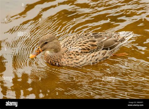 duck female swimming on the water, wild Stock Photo - Alamy