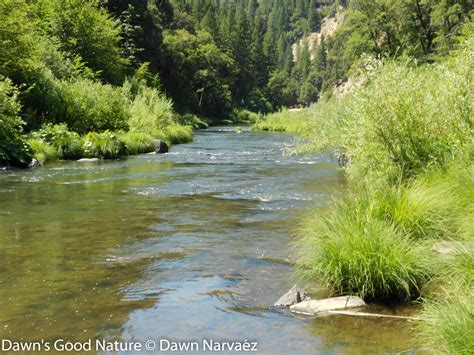 Feather River, CA http://dawnsgoodnature.smugmug.com/ Photos in the size of your choice. Dawn's ...