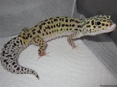 Did You Know? - Page 2 of 2 - OnlineGeckos.com Gecko Breeder