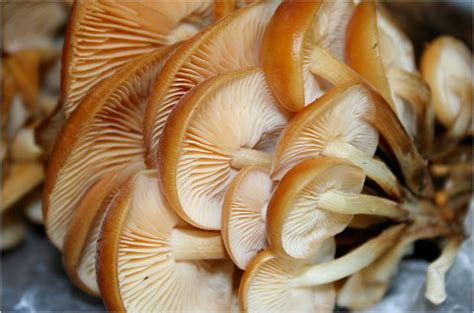 Urban Forager | Enoki, a Tasty City Mushroom - The New York Times