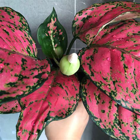 Aglaonema Red Plant (indoor and outdoor), Furniture & Home Living, Home ...