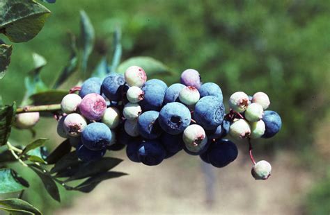 Rabbiteye Blueberry – Plant of the Week for Nov. 9 2015