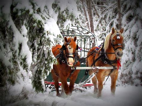 Heritage Ranch Sleigh Rides - Horse Drawn Sleigh Rides Red Deer Alberta | Horses, Horse photos ...