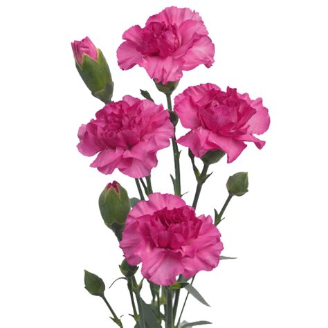 Pink Carnation Clip Art - ClipArt Best