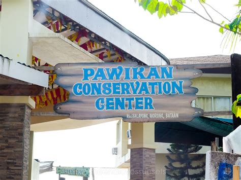 Releasing Baby Turtles: Pawikan Conservation Center (Bataan)