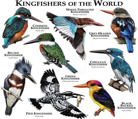 Kingfishers of the World Poster Print - Etsy | Kingfisher, Beautiful ...