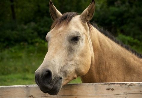 130+ Buckskin Horse Names: Best Names For Buckskin Mares & Stallions