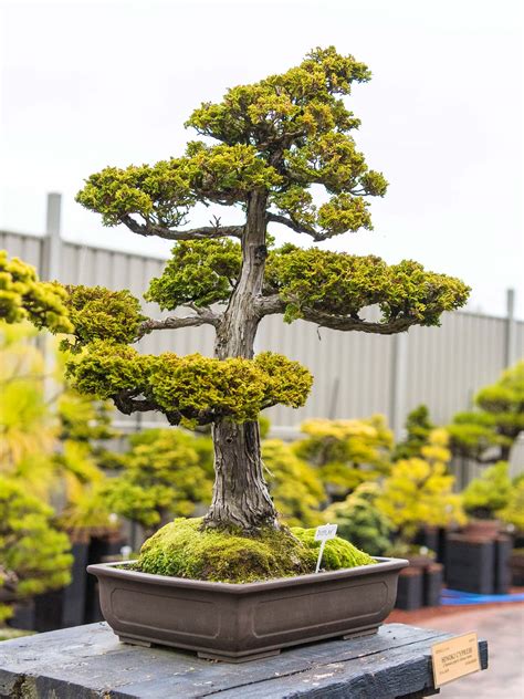 Your No-Fuss Guide to Start Growing a Bonsai Tree - realestate.com.au