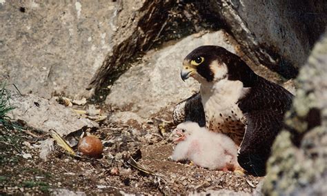 Peregrine Falcons - Yukon - Charley Rivers National Preserve (U.S ...