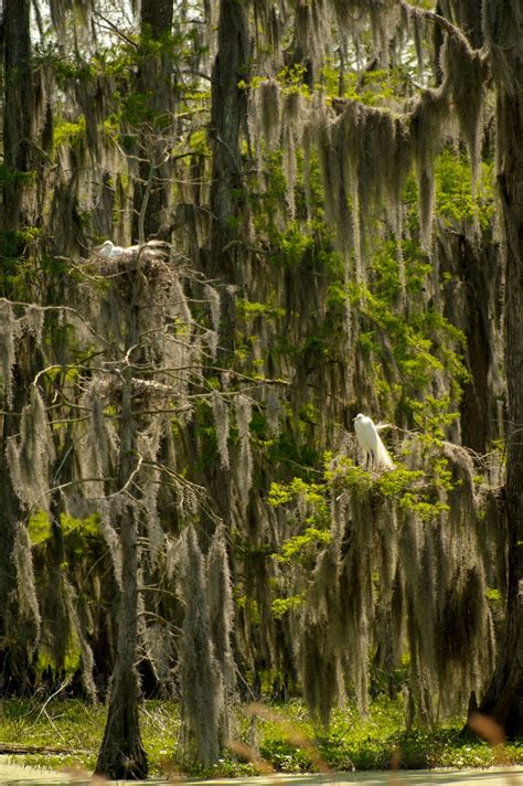 Wildlife - Town of Jean Lafitte