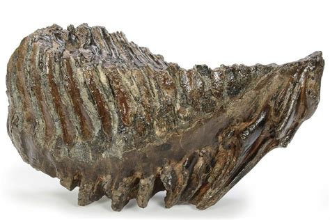 9.4" Fossil Woolly Mammoth Lower M3 Molar - Siberia (#238762) For Sale ...